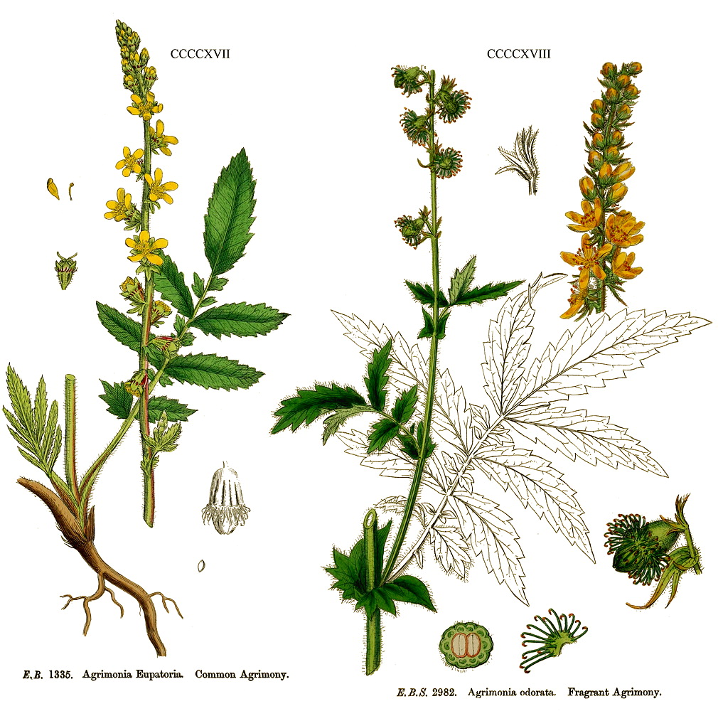 غافث - معرفی و خواص گیاهان دارویی